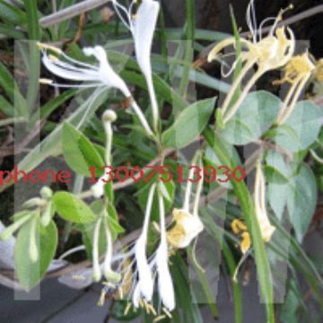Honeysuchle Flowers Extract 